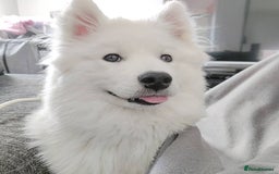 Samoyed dogs for sale: Adorable Samoyed Male For Rehome - Image 3
