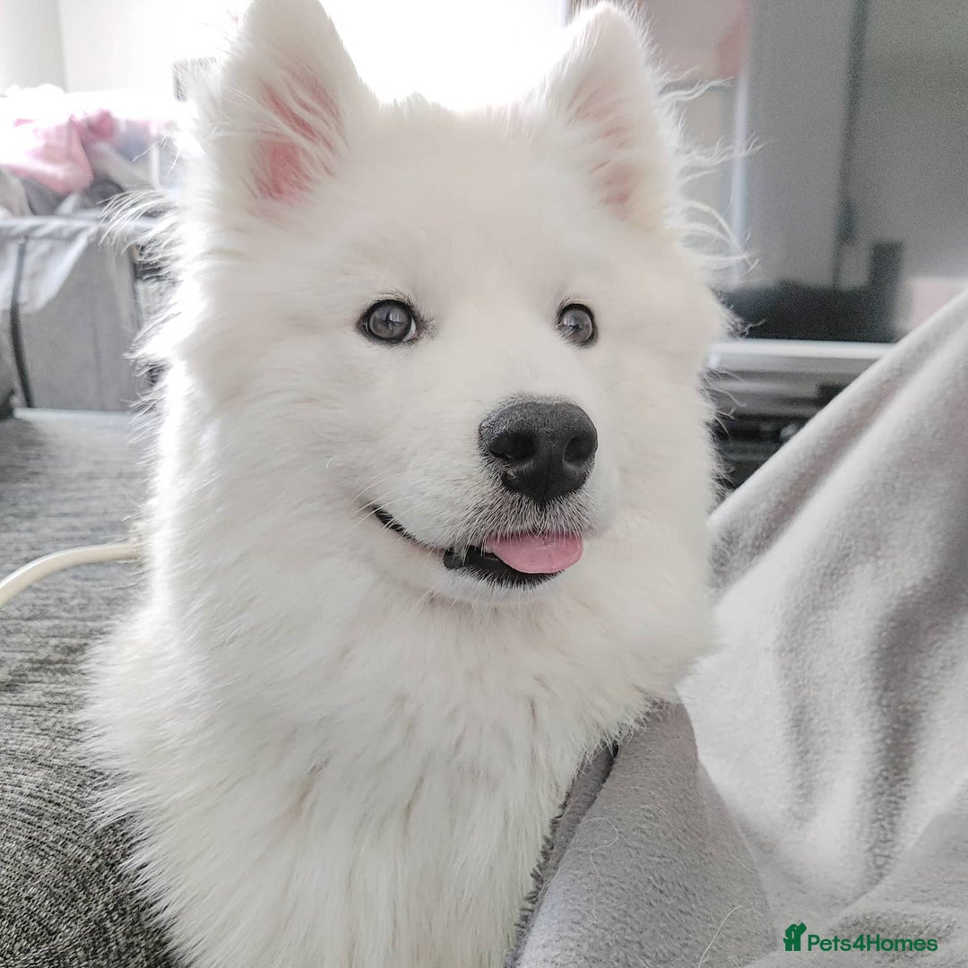 Samoyed dogs for sale: Adorable Samoyed Male For Rehome - Image 3