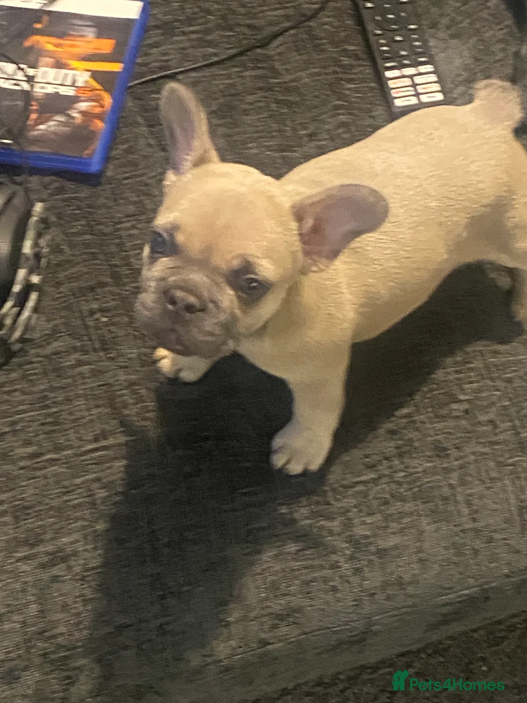 French Bulldog dogs for sale: Re-homing French bulldog puppy  - Advert 2