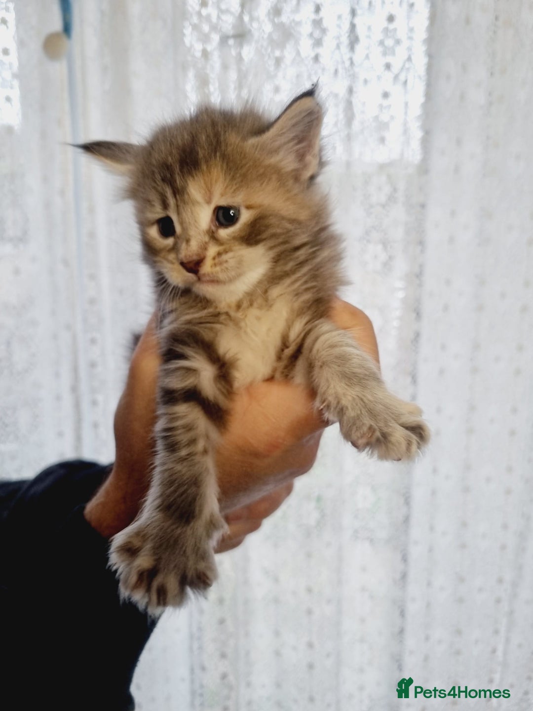 Maine Coon cats for sale: GCCF Regestered Maine Coon Kittens - Advert 7