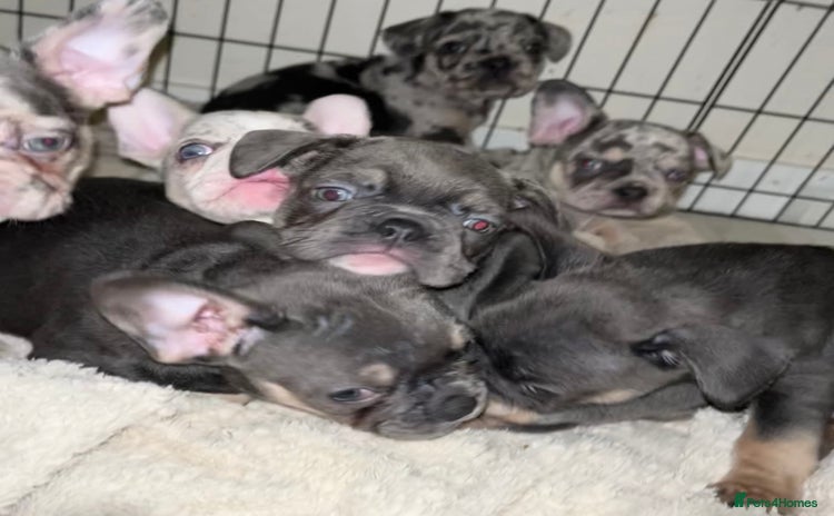 French Bulldog dogs - Advert 15