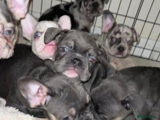 French Bulldog dogs READY NOW French bulldog puppies - Advert 9