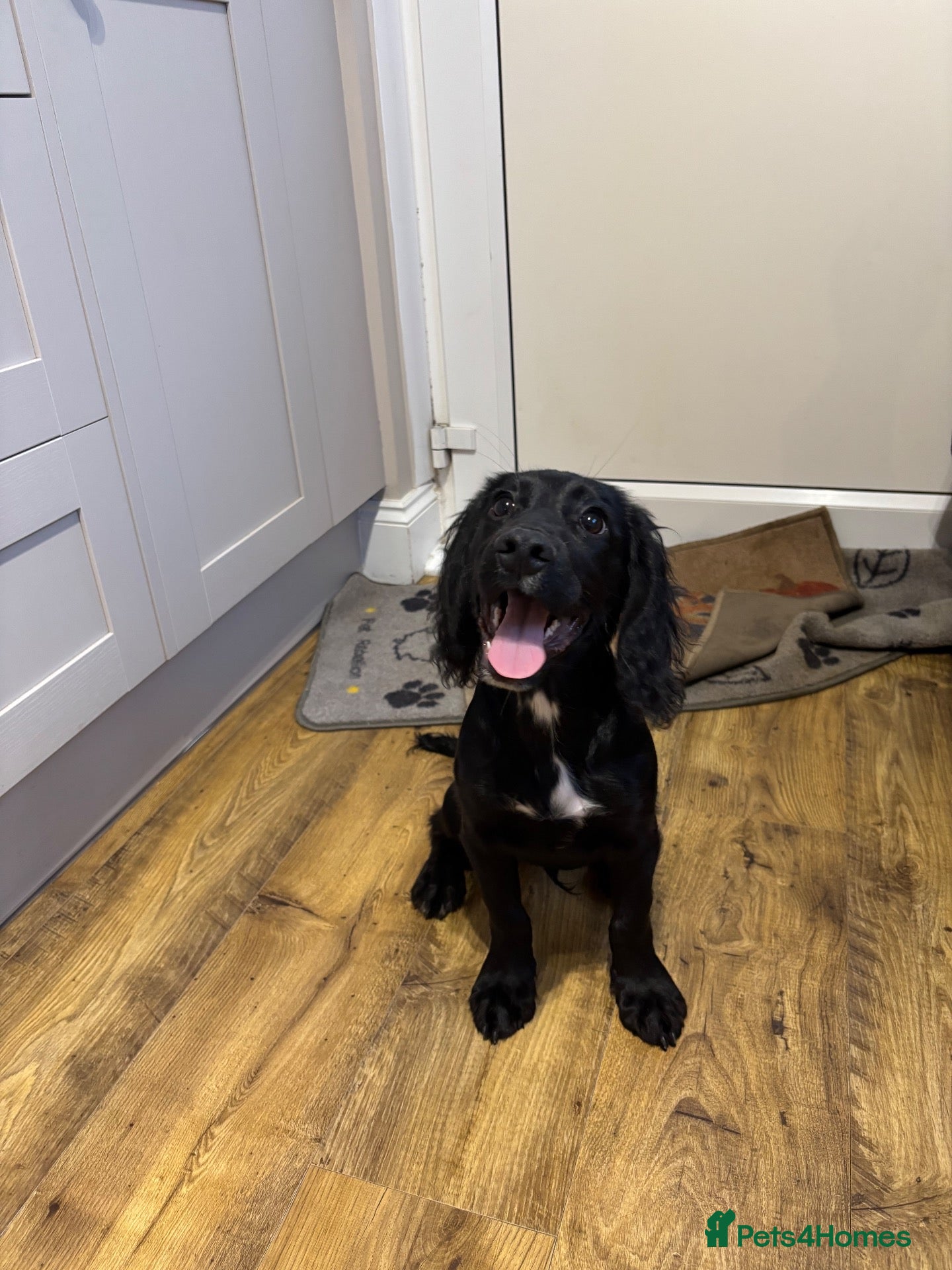 Cocker Spaniel dogs for sale: Cocker spaniel dog - Advert 3