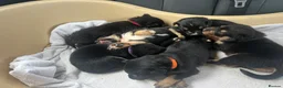 Mixed Breed dogs for sale: Border Collie x Kelpie Puppies in Caernarfon - Advert 19