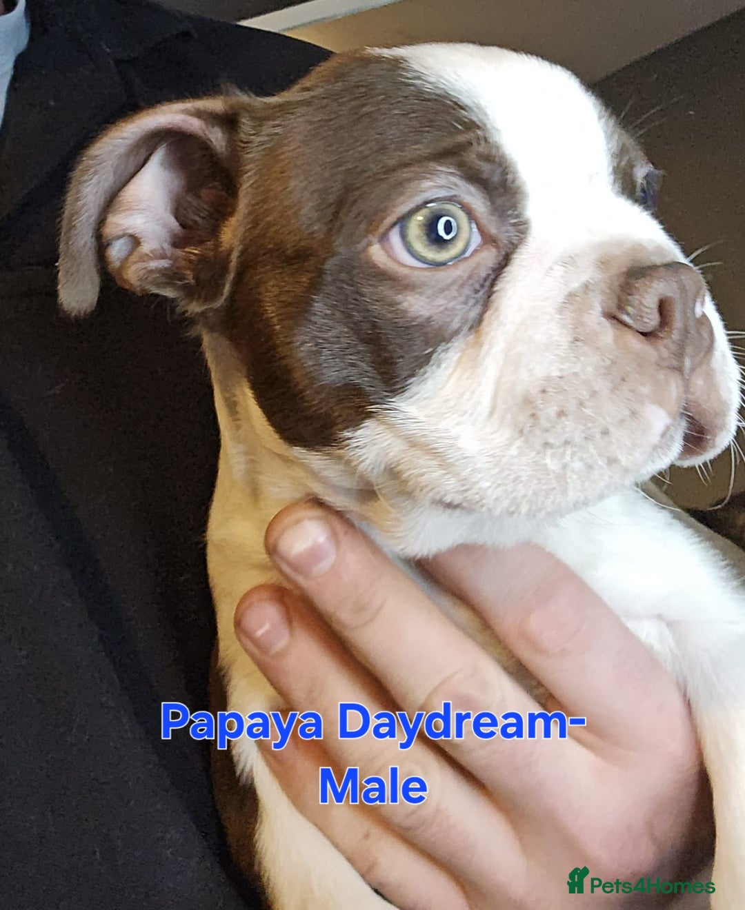 Boston Terrier dogs for sale: Beautiful Family Bostons  - Advert 6