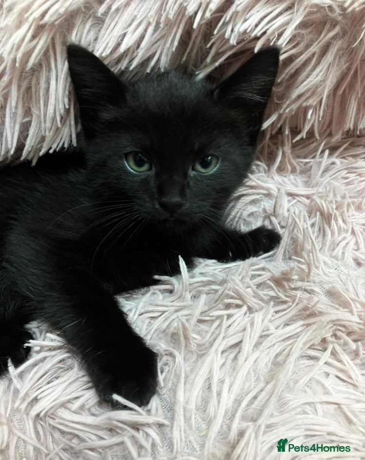 Mixed Breed cats Lovely litter of kittens  - Advert 4