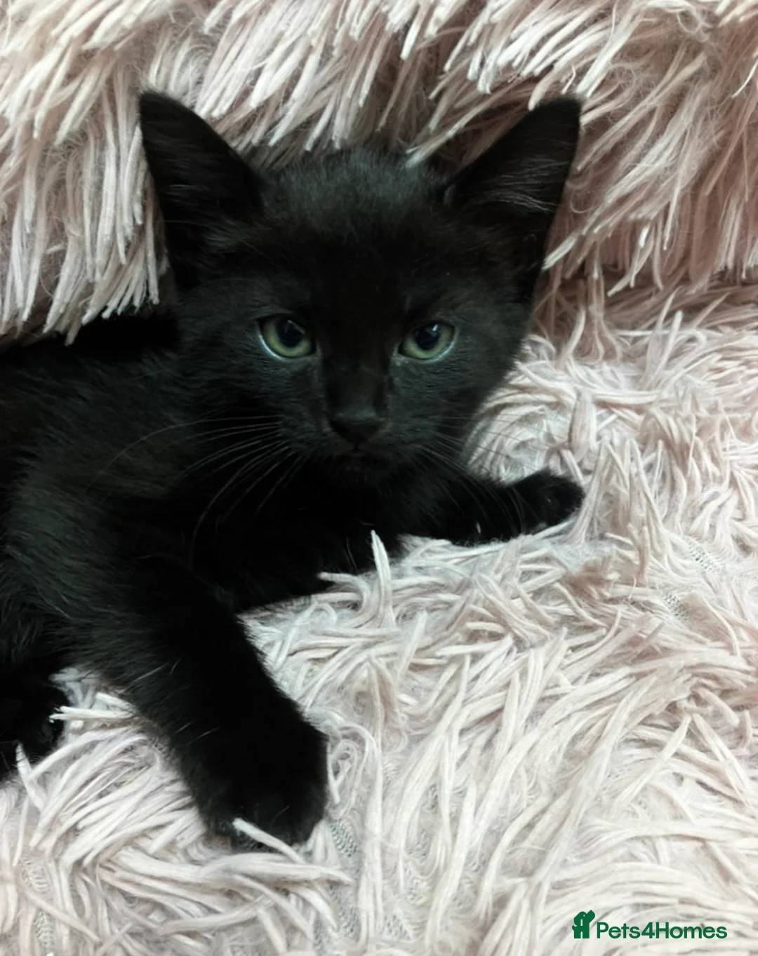 Mixed Breed cats for sale: Lovely litter of kittens  - Advert 1