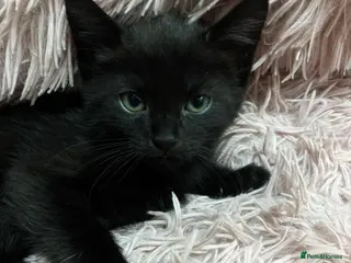 Mixed Breed cats Lovely litter of kittens - Advert 15