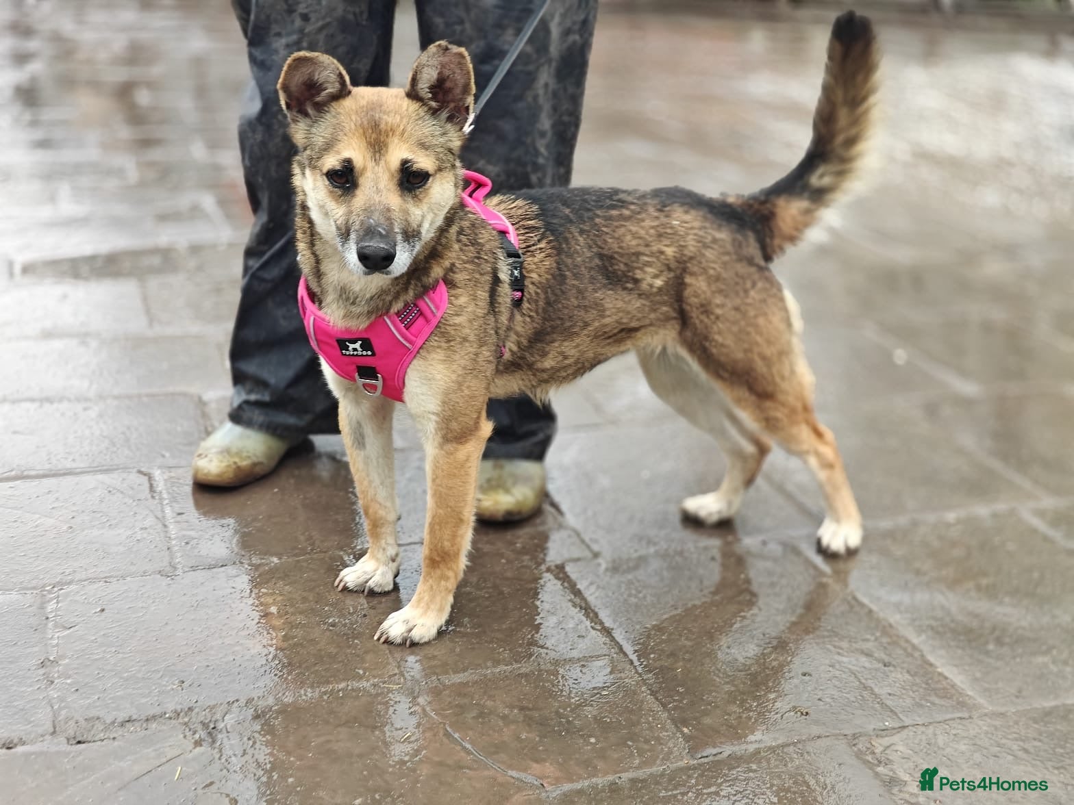 Mixed Breed dogs ❤️🐶 ZLATA – GENTLE, THOUGHTFUL - Advert 1