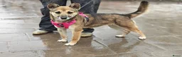 Mixed Breed dogs for adoption: ❤️🐶 ZLATA – GENTLE, THOUGHTFUL in Burton-on-Trent - Advert 1