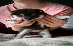 Japanese Shiba Inu dogs for sale: KC REGISTERED JAPANESE SHIBA INU PUPPY GIRL - Image 6