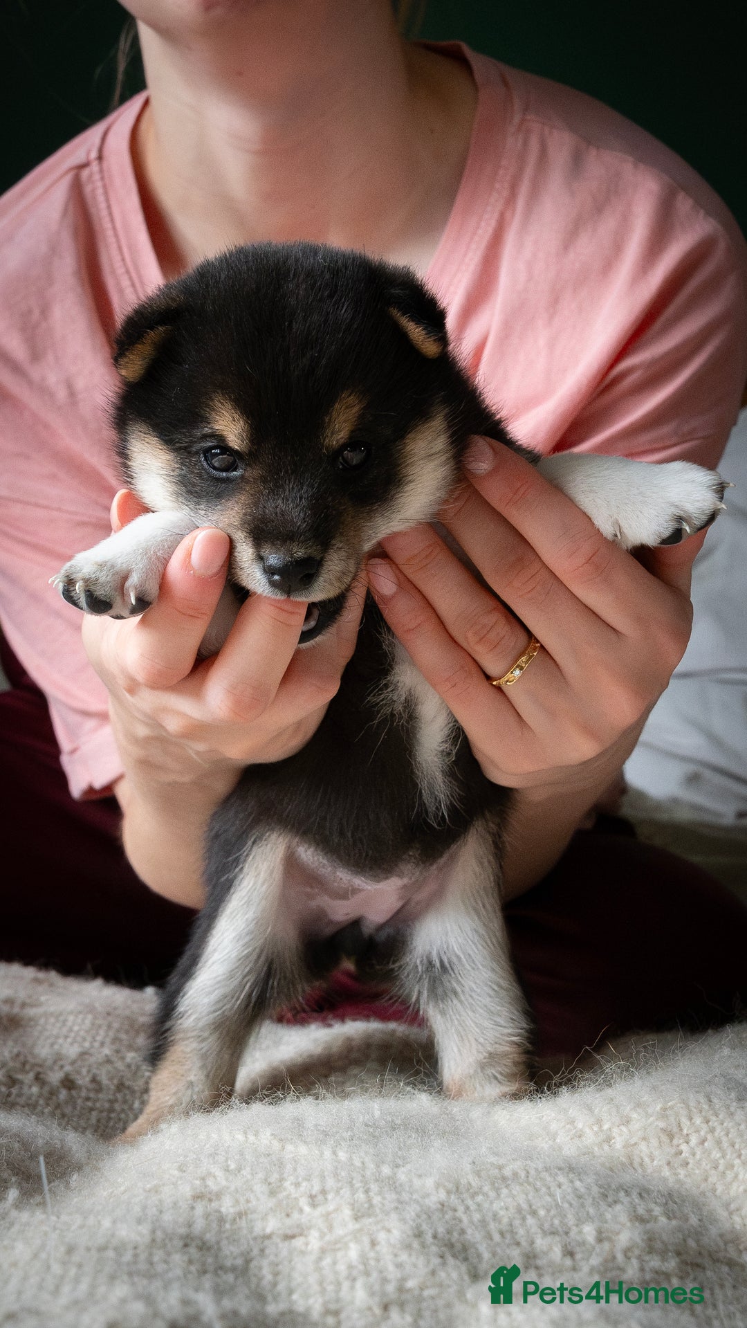 Japanese Shiba Inu dogs for sale: KC REGISTERED JAPANESE SHIBA INU PUPPY GIRL - Image 6