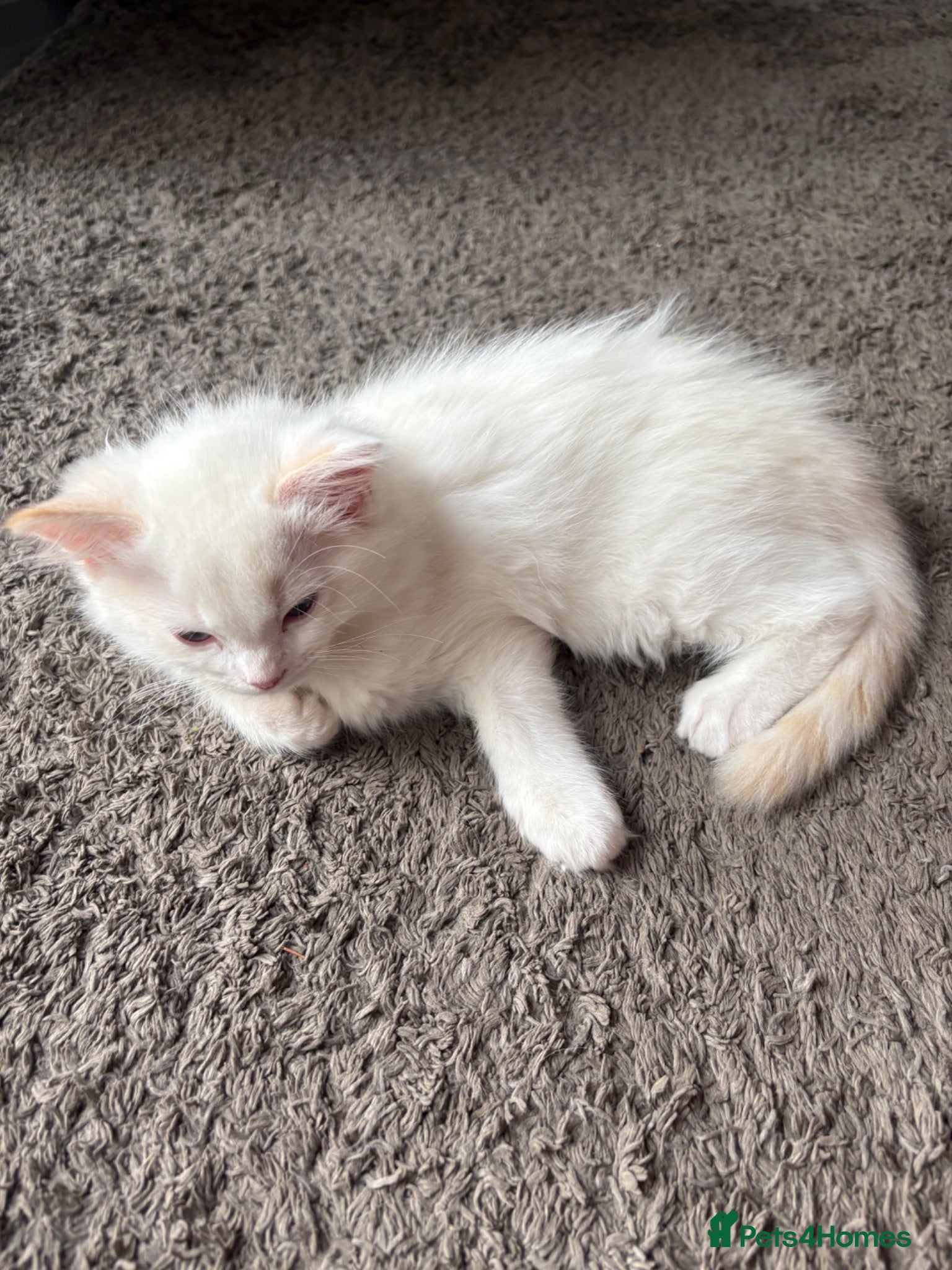 Ragdoll cats READY TO GO NOW - Beautiful fluffy Ragdoll Kittens - Advert 2