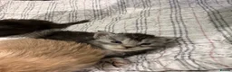 Maine Coon cats for sale: 3 gorgeous Maine coon kittens for sale - Advert 6