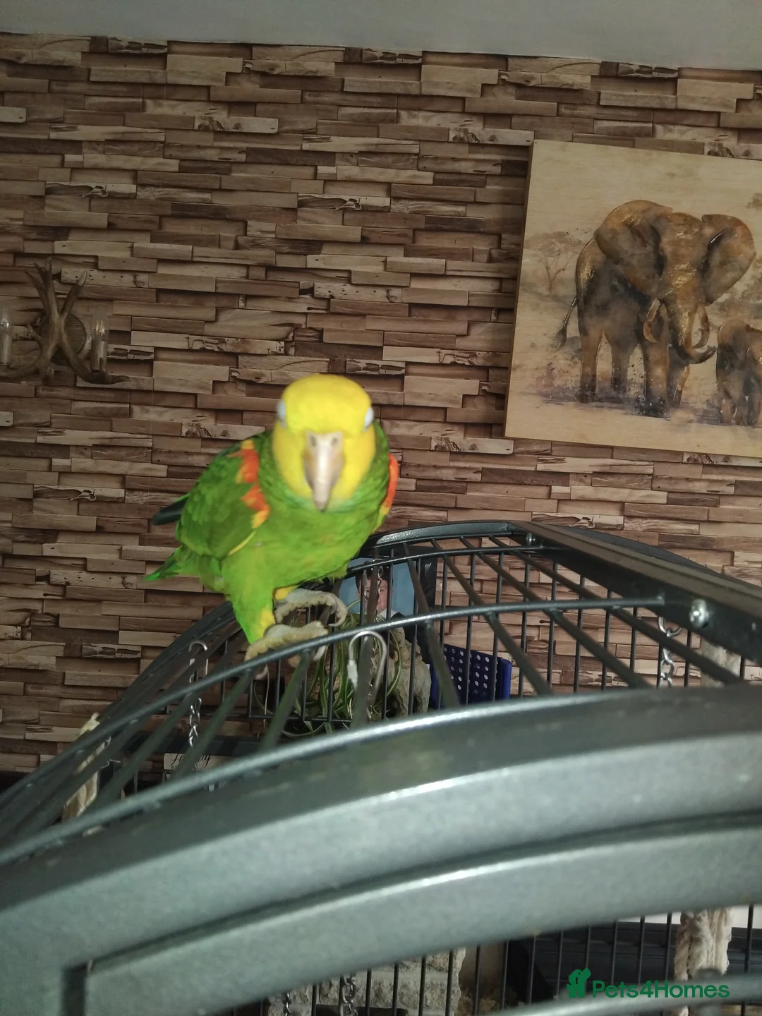 Parrots birds for sale: Double yellow headed amazon in Peterlee - Advert 7