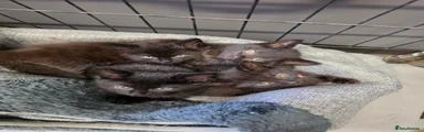 Mixed Breed 4