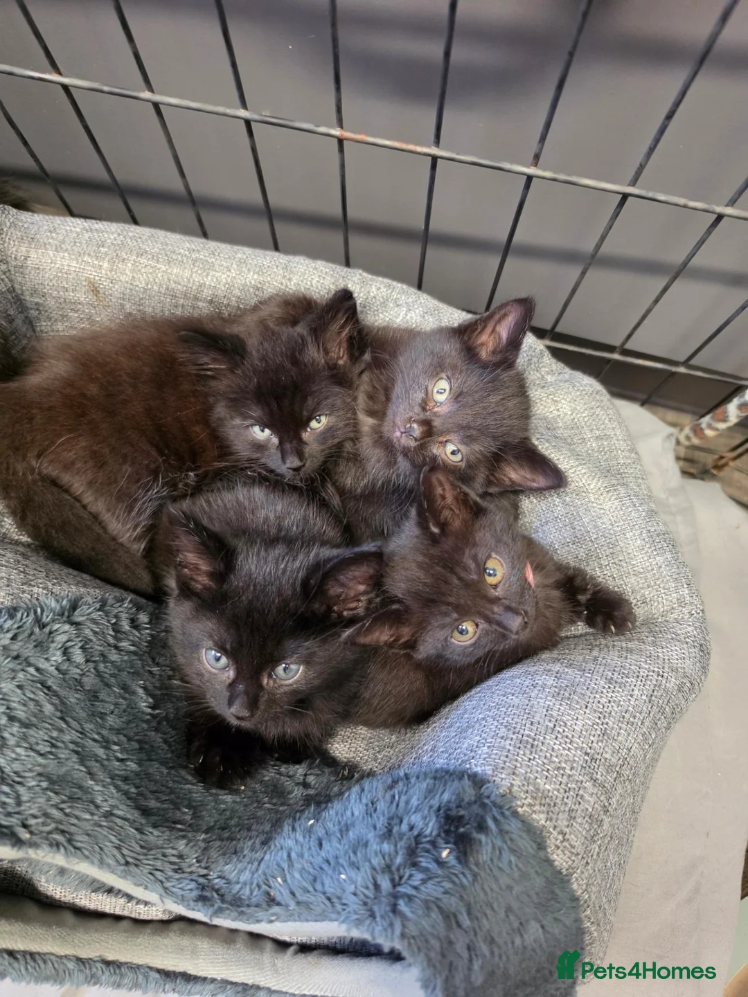 Mixed Breed cats for sale: Beautiful, playful Black kittens  - Advert 2