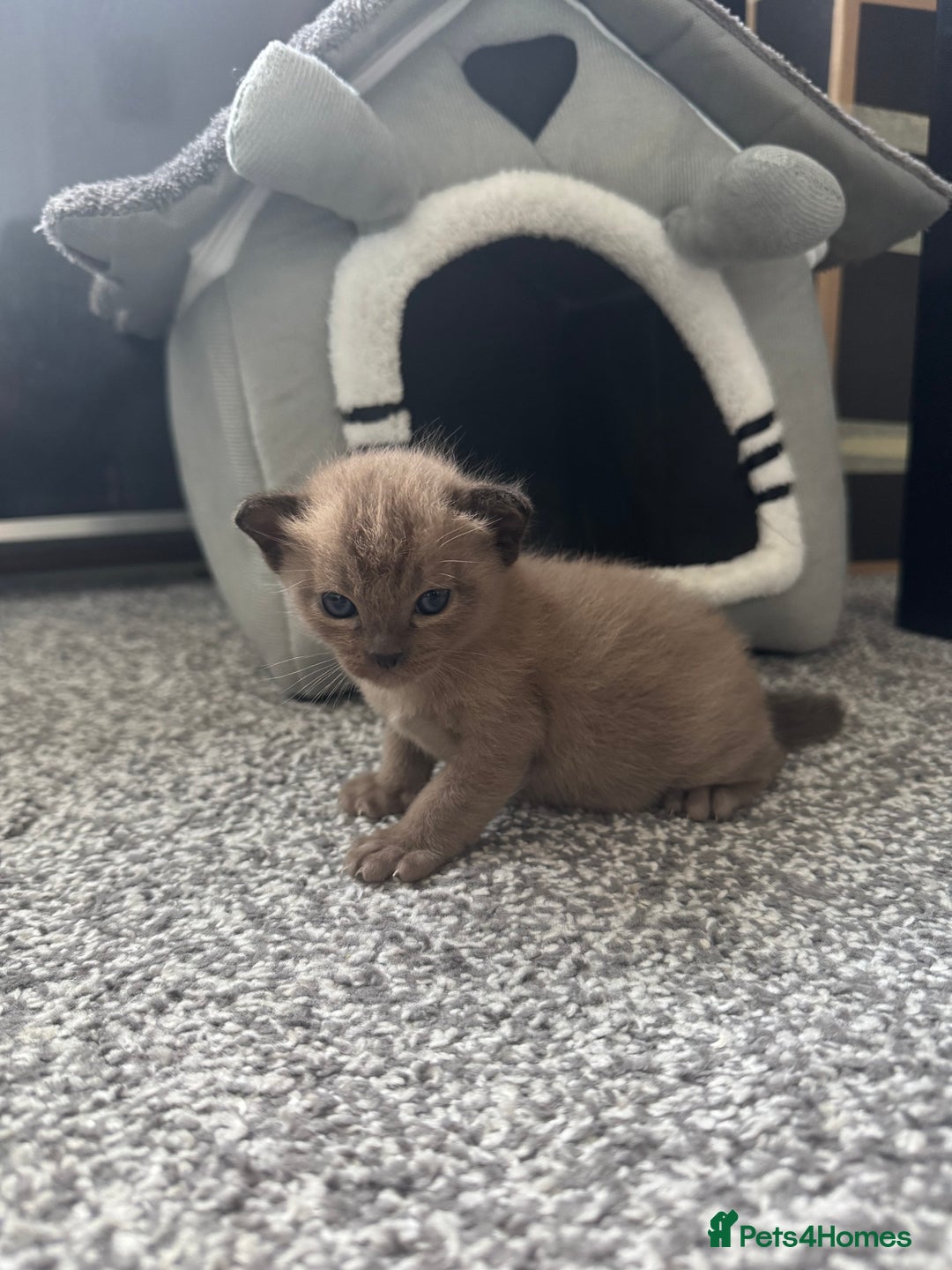 Burmese cats for sale: Burmese Kittens - Advert 2