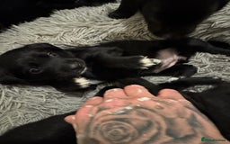 Borador dogs for sale: Lab collie puppies for sale  - Advert 3