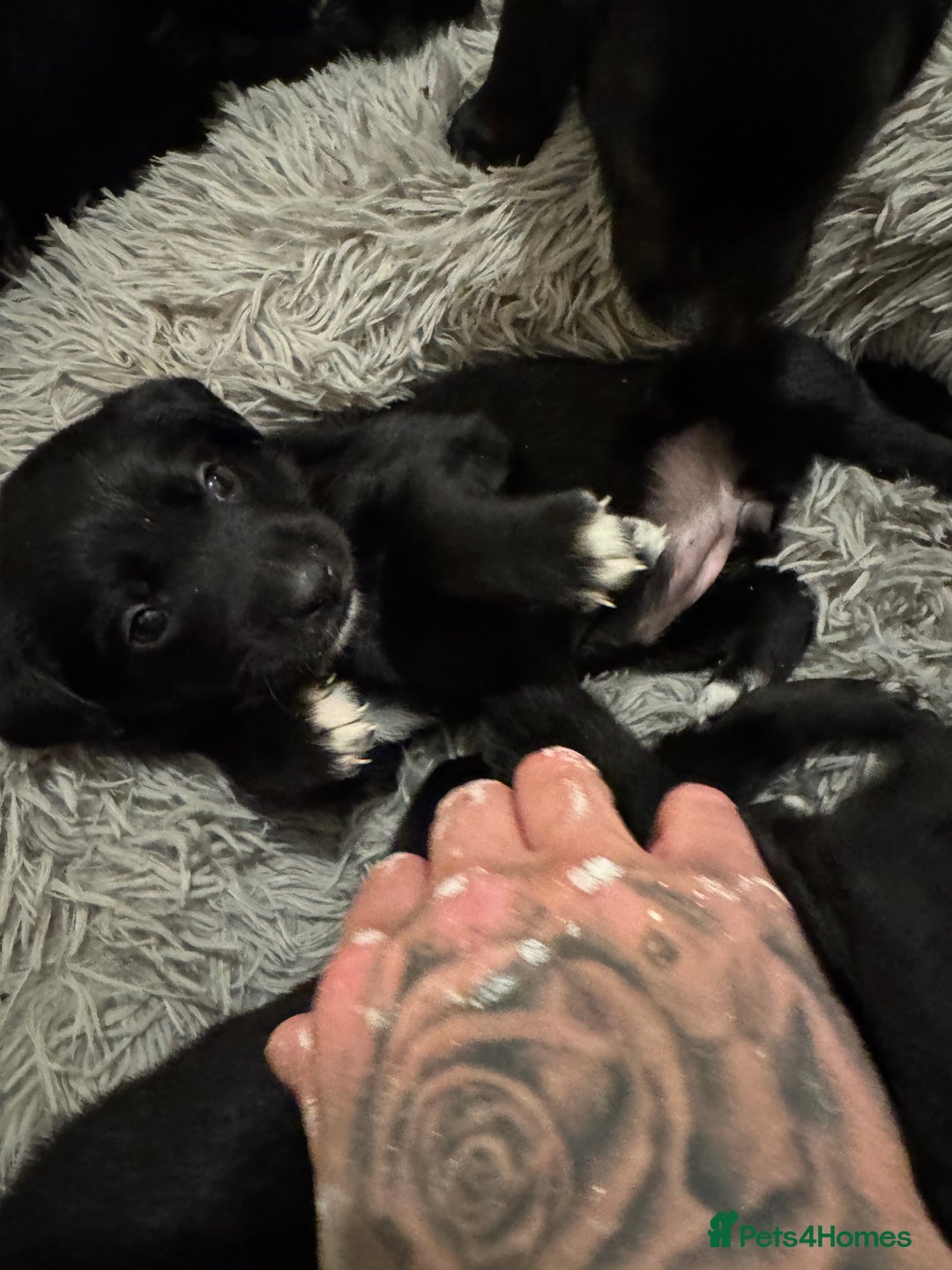 Borador dogs for sale: Lab collie puppies for sale  - Advert 3