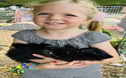 Pomeranian dogs for sale: Perfect poms - Image 8