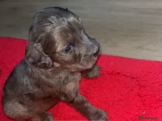 Cockapoo dogs Cockapoo puppies - Advert 9