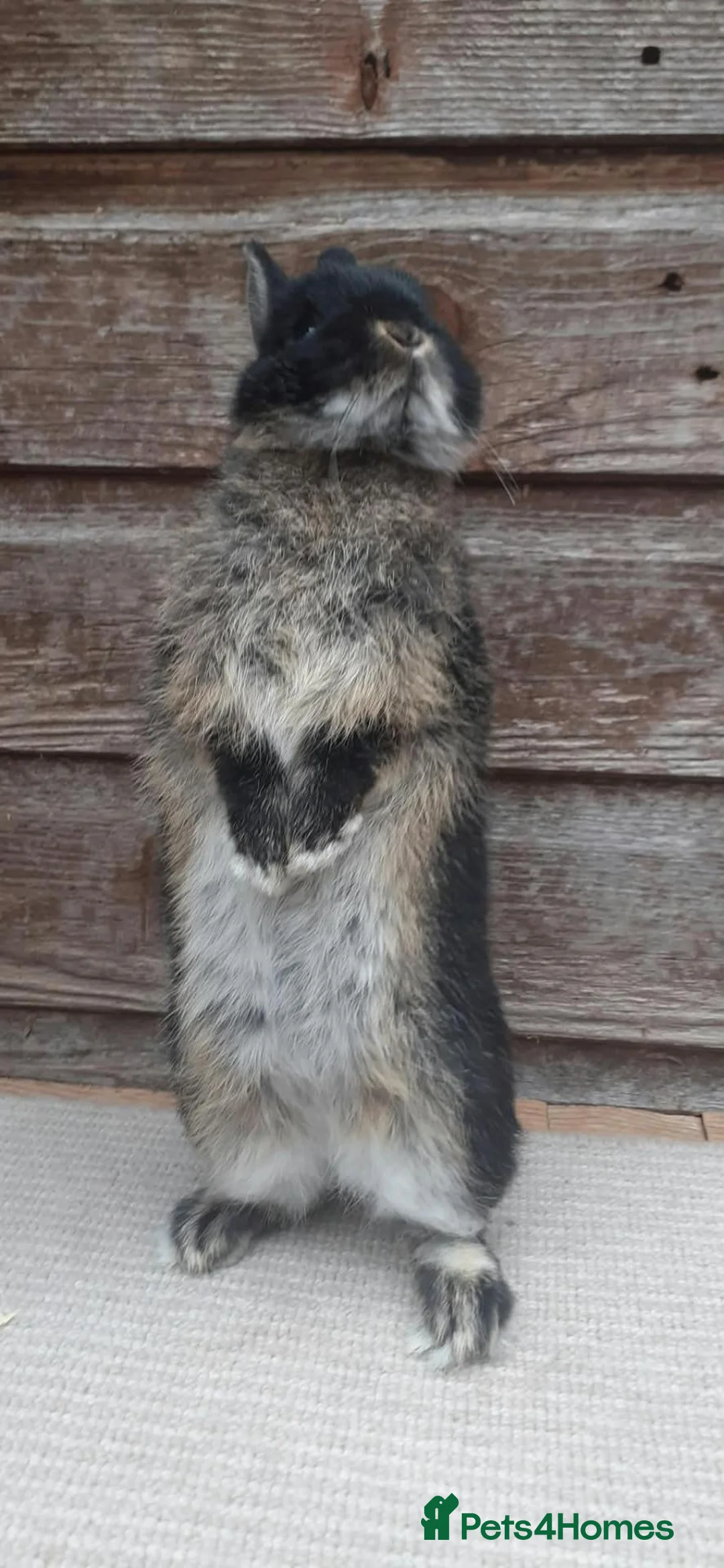 Netherland Dwarf rabbits for sale: Baby Netherland Dwarf Doe & Adult Netherland Dwarf - Advert 2