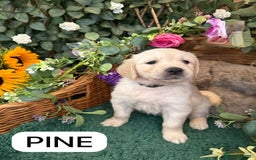 Golden Retriever dogs for sale: Stunning Golden Retriever puppies 🐾 - Image 11