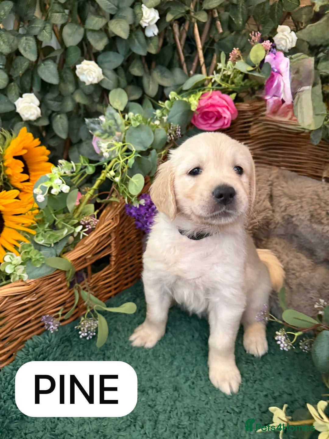 Golden Retriever dogs for sale: Stunning Golden Retriever puppies 🐾 - Image 11