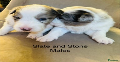 Border Collie dogs - Advert 8