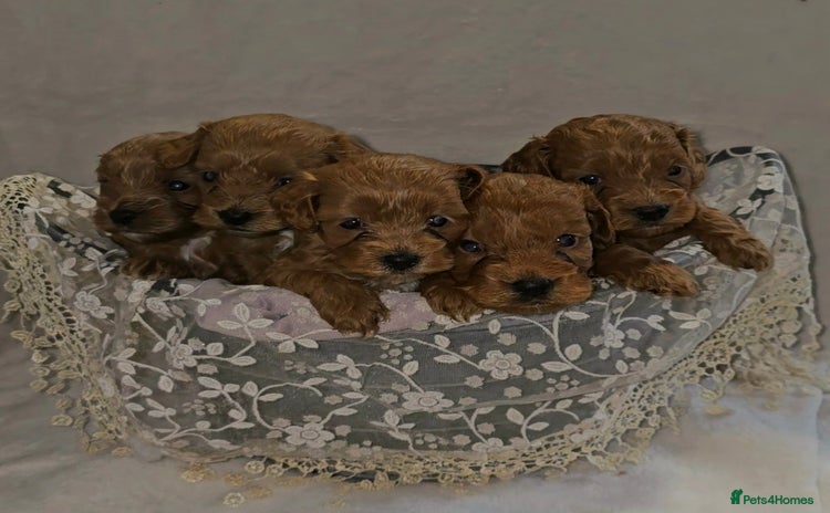 Cockapoo dogs - Advert 14