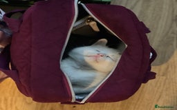 Mixed Breed cats for sale: 2 male , 2 female kittens for sale  - Image 3