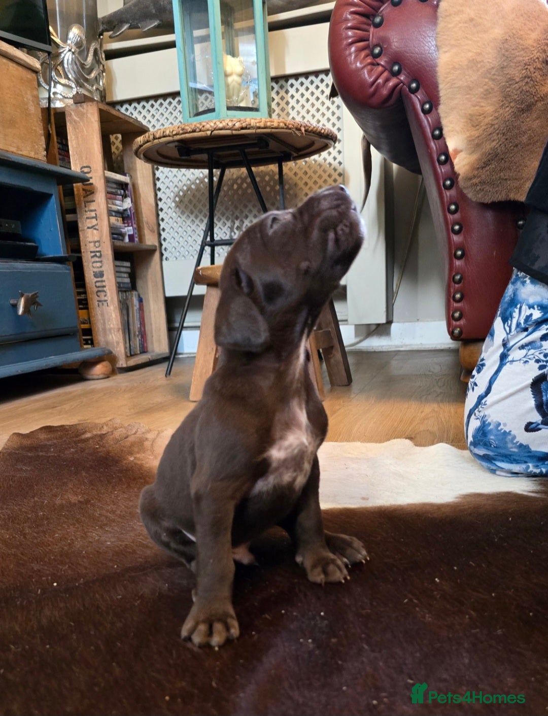 German Shorthaired Pointer dogs for sale: German shorthaired pointer Puppies  - Image 12