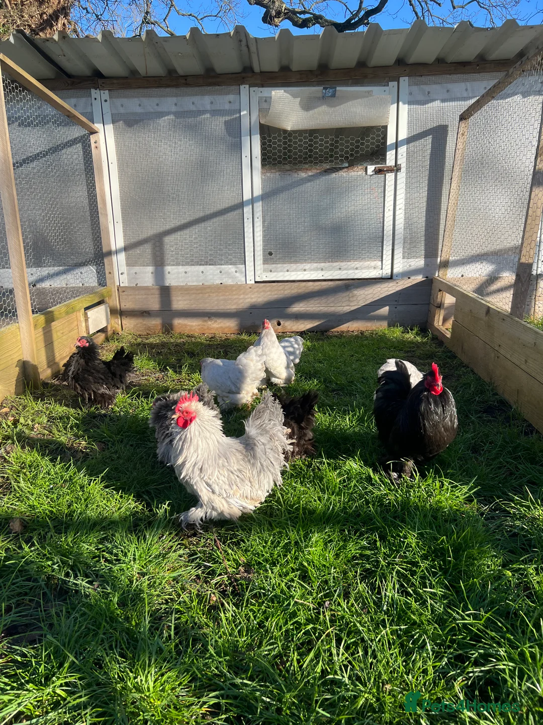 Chickens poultry for sale: Smooth and frizzle lavender and black pekins - Advert 1