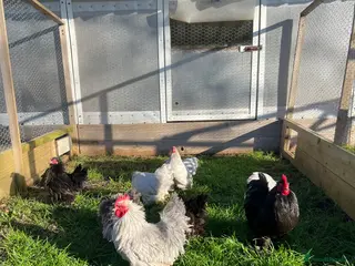 Chickens poultry Smooth and frizzle lavender and black pekins - Advert 17