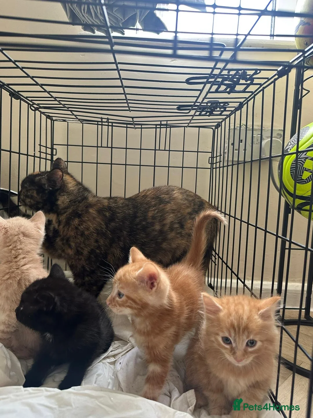 Mixed Breed cats for sale: Bhs kittens for sale ❤️💙 - Advert 2