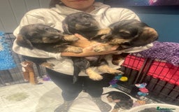 Dachshund dogs for sale: Kc registered standard wirehaired dachshund  - Image 2