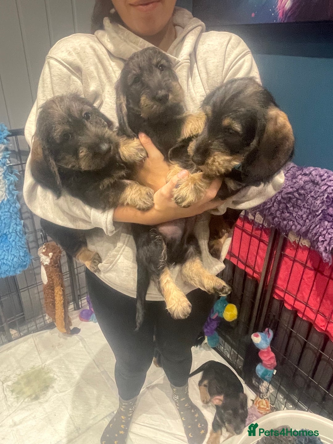 Dachshund dogs for sale: Kc registered standard wirehaired dachshund  - Image 2
