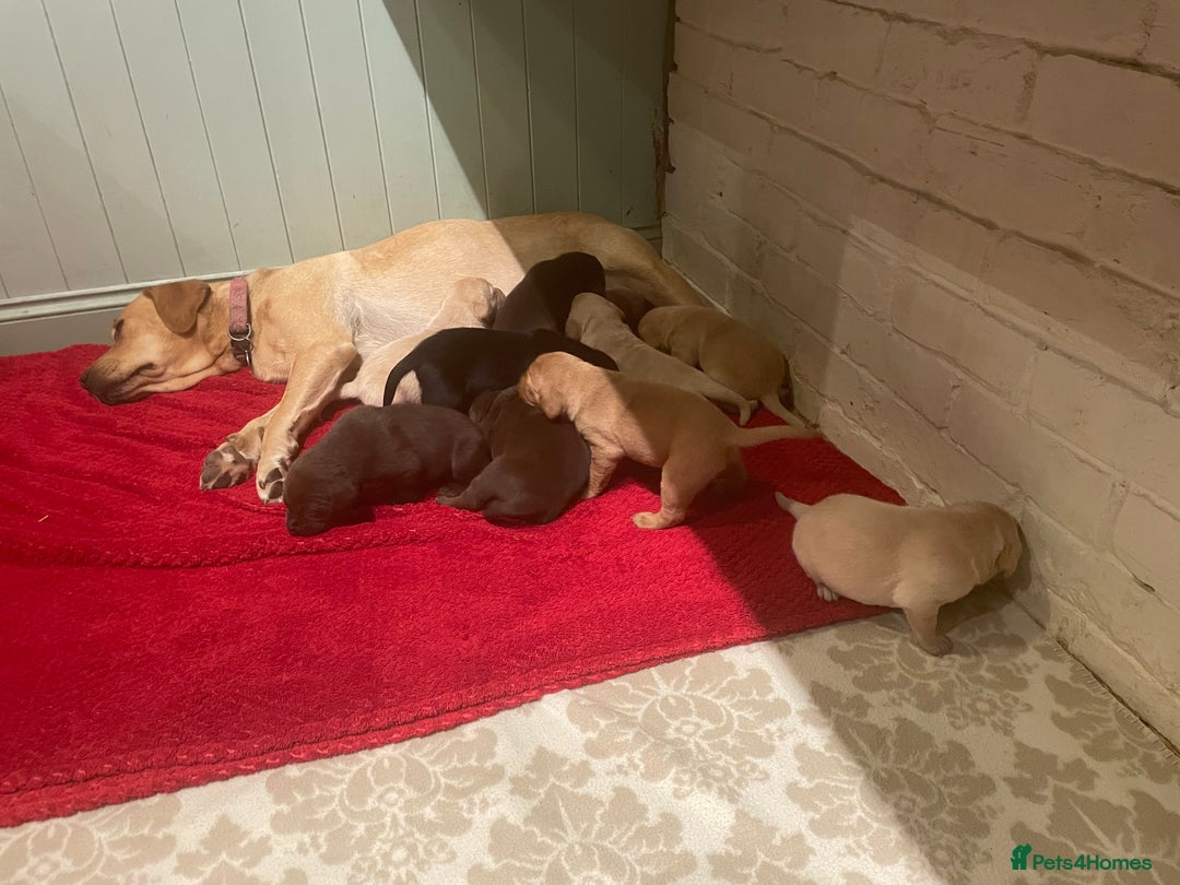 Labrador Retriever dogs for sale: Labrador retriever puppies  - Image 15