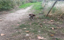Cocker Spaniel dogs for sale: Duke - Male English Cocker Spaniel  - Image 2