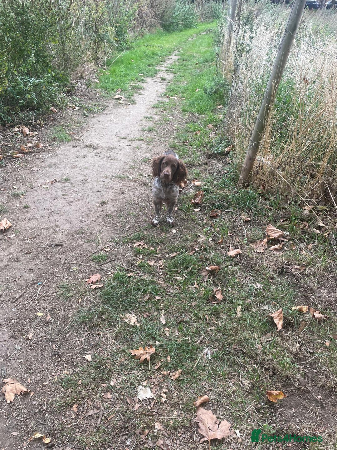 Cocker Spaniel dogs for sale: Duke - Male English Cocker Spaniel  - Image 2