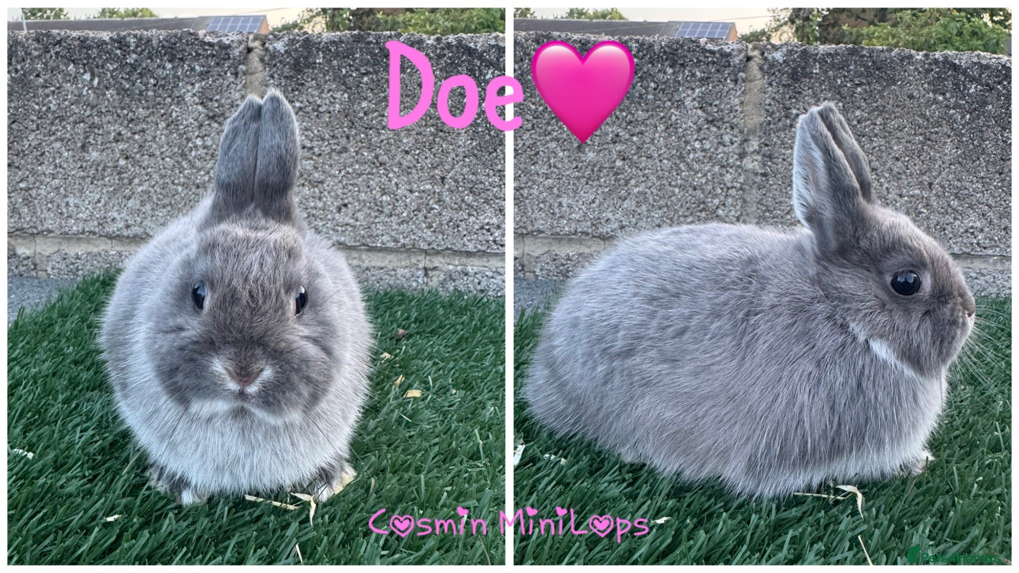 Netherland Dwarf rabbits Pure breed Netherlands dwarf  - Advert 2