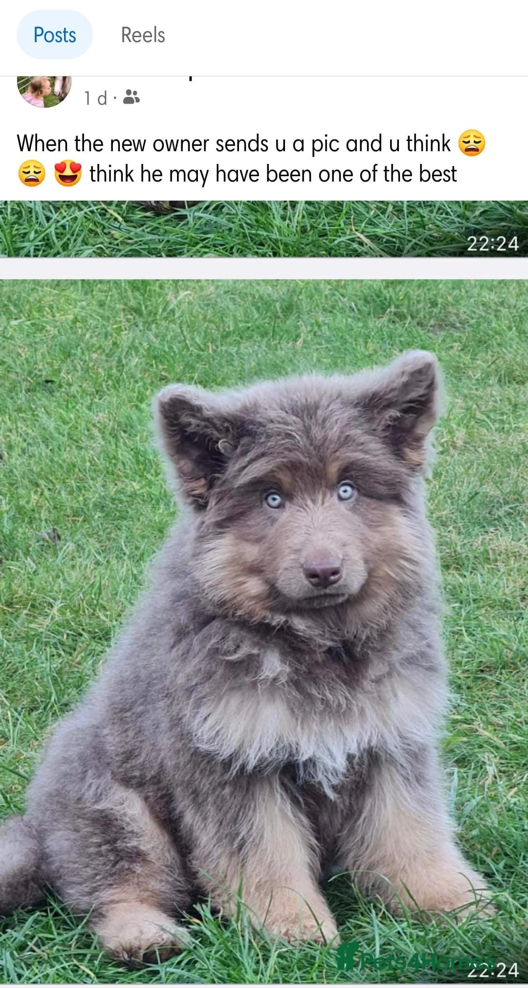 German Shepherd dogs for sale: Meet Sixty. Our Beautiful Isabella German Shepherd - Advert 33