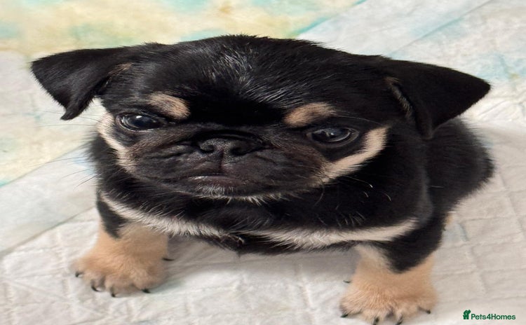 Pug dogs - Advert 1
