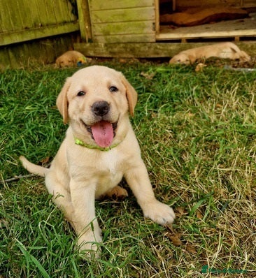 Labrador Retriever dogs intelligent labrador retriever male - Advert 3