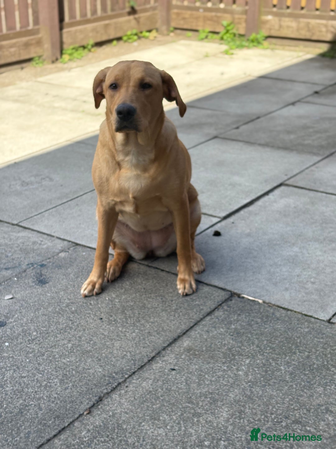 Labrador Retriever dogs for sale: Darcy  - Image 3