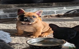 French Bulldog dogs for sale: Stunning Red fawn black & tan KC reg frenchie pups - Image 9
