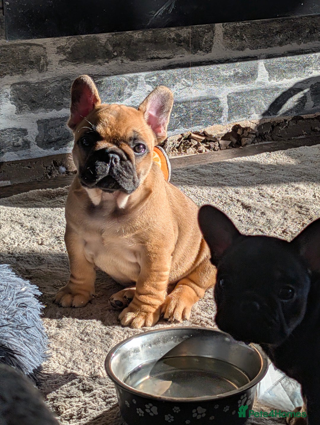 French Bulldog dogs for sale: Stunning Red fawn black & tan KC reg frenchie pups - Image 9
