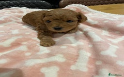 Maltipoo dogs for sale: We have six beautiful Malti-Poo’s - Image 19