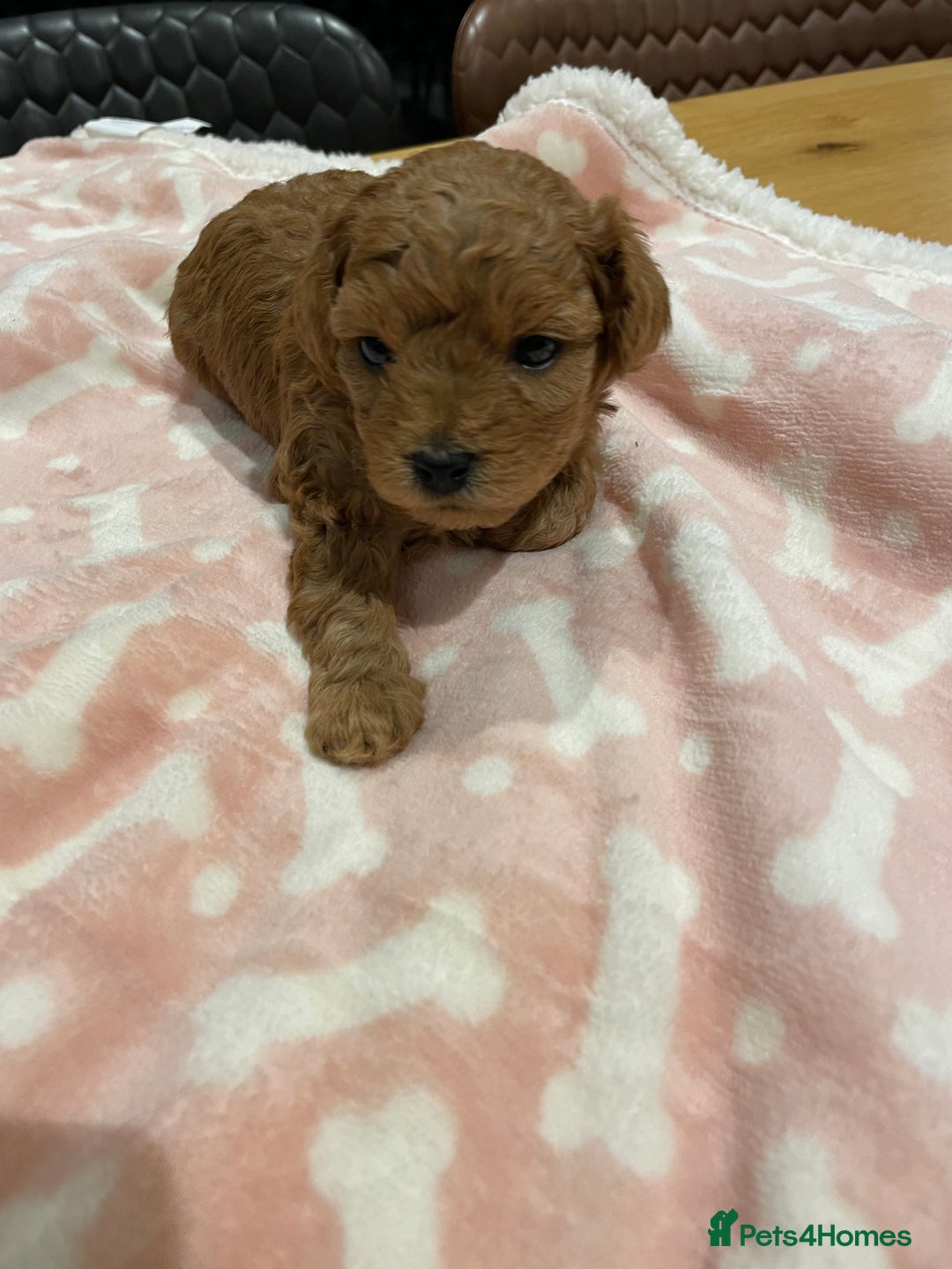 Maltipoo dogs for sale: We have six beautiful Malti-Poo’s - Image 19